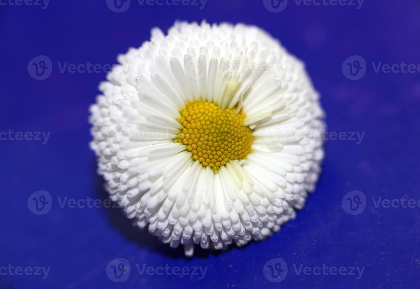 fiore fiore bellis perennis l. famiglia compositae sfondo moderno foto