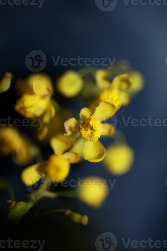 fiore fiore berberis aquifolium famiglia berberidaceae macro shoot foto