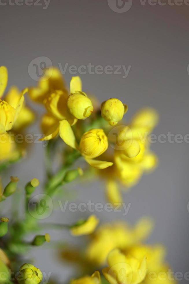 fiore fiore berberis aquifolium famiglia berberidaceae close up print foto