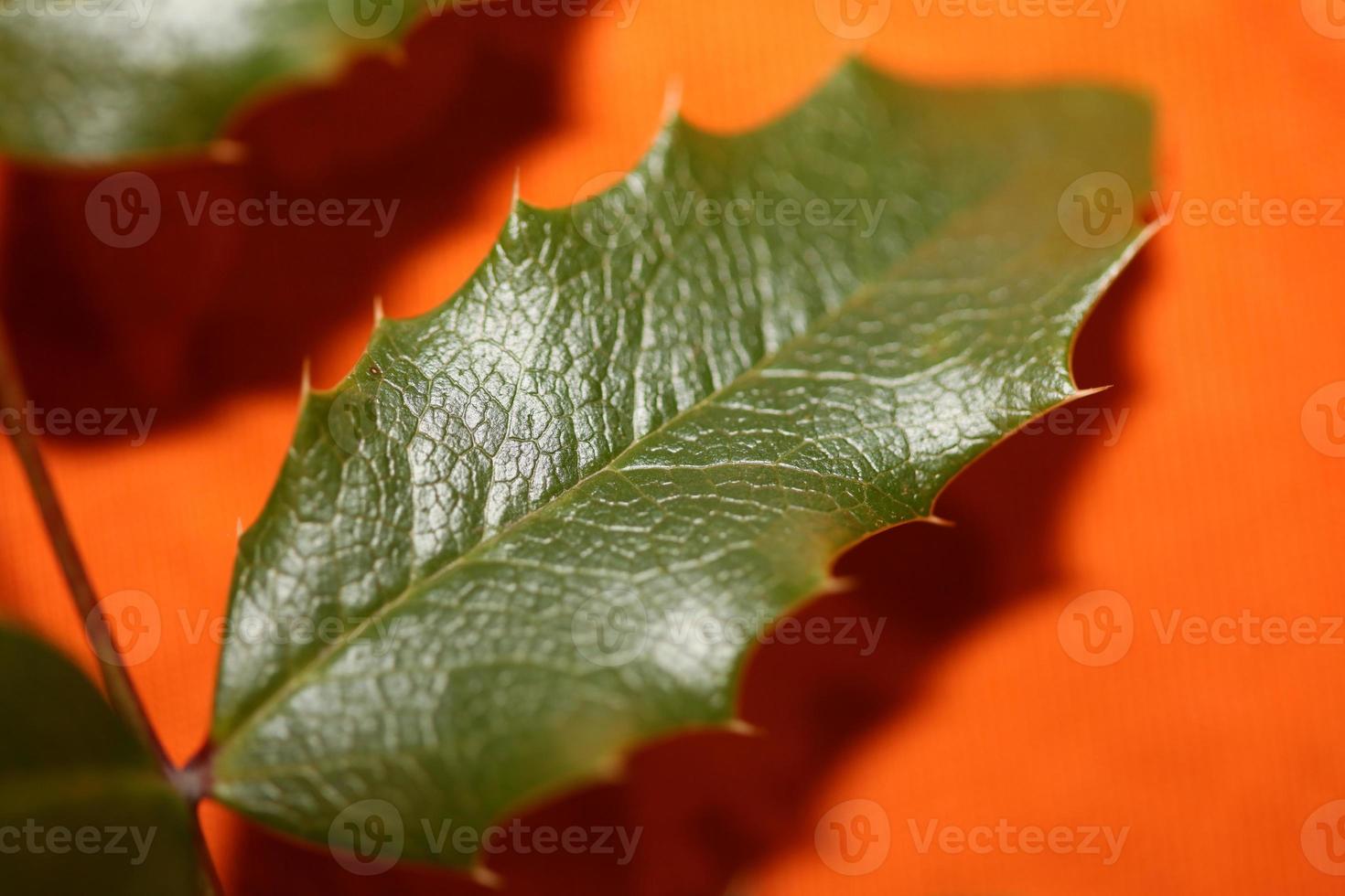 fiore fiore berberis aquifolium famiglia berberidaceae macro shoot foto