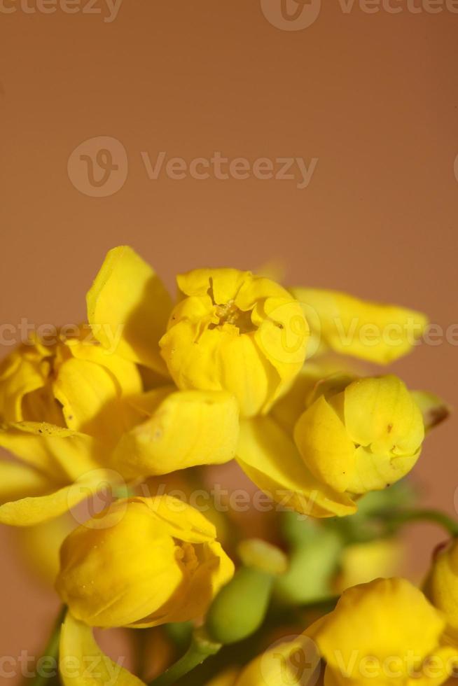 fiore fiore berberis aquifolium famiglia berberidaceae close up print foto