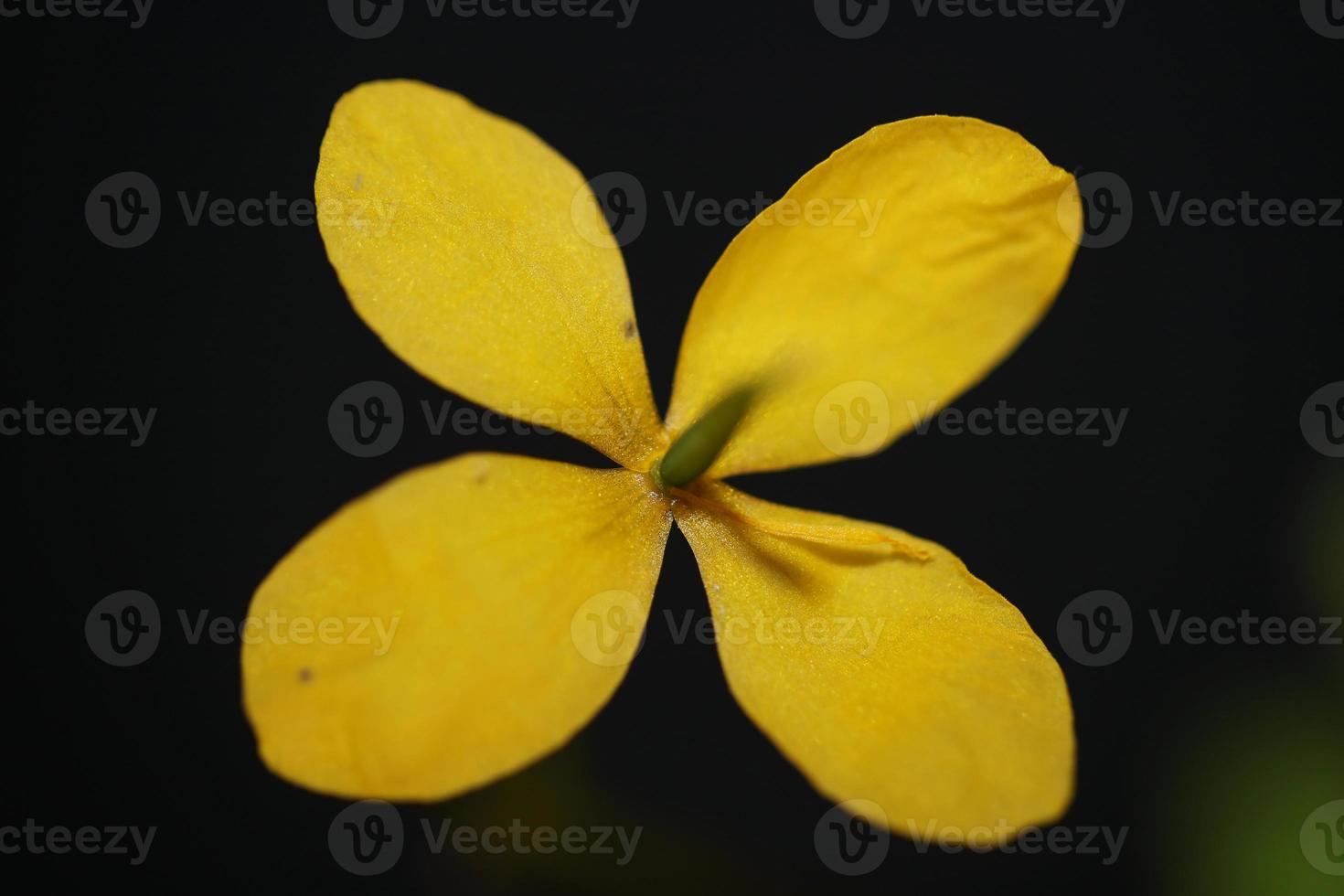 fiore sbocciare vicino chelidonium majus famiglia papaveraceae foto