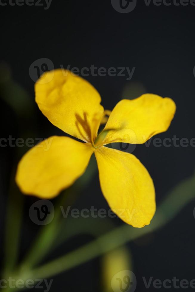 fiore sbocciare vicino chelidonium majus famiglia papaveraceae foto