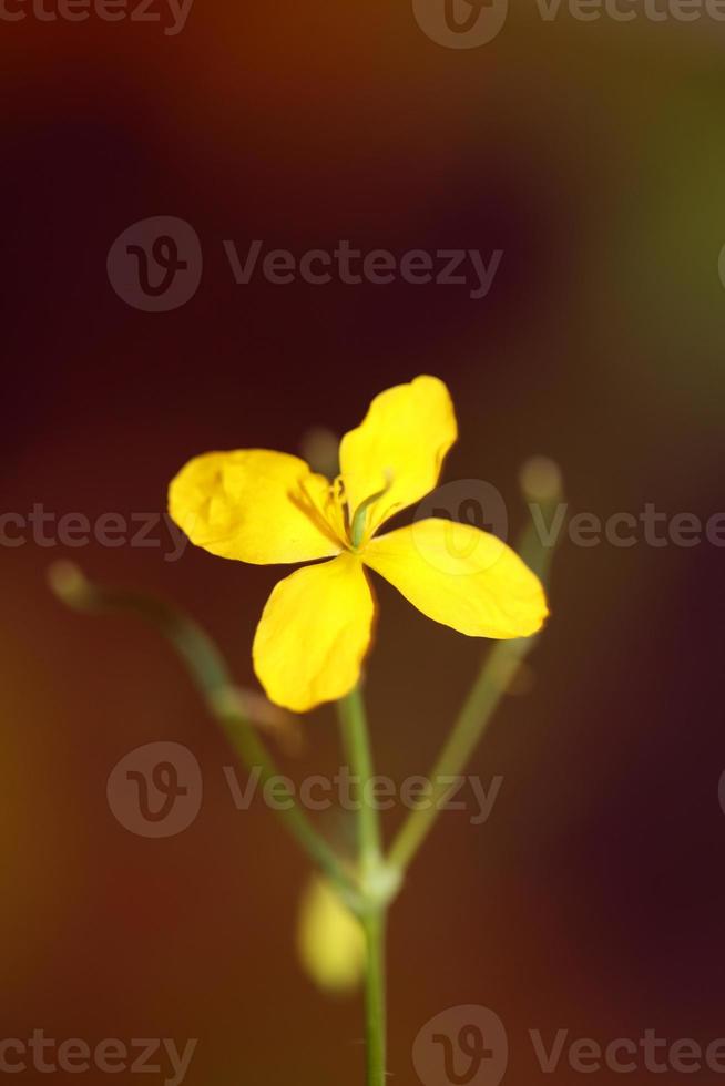 fiore sbocciare vicino chelidonium majus famiglia papaveraceae foto