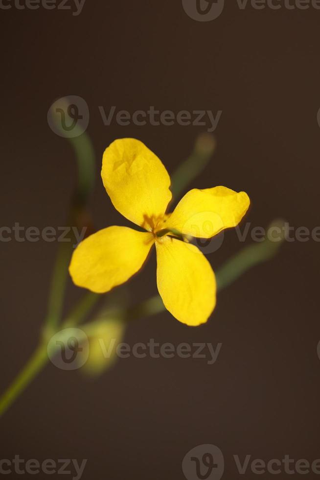 fiore sbocciare vicino chelidonium majus famiglia papaveraceae foto