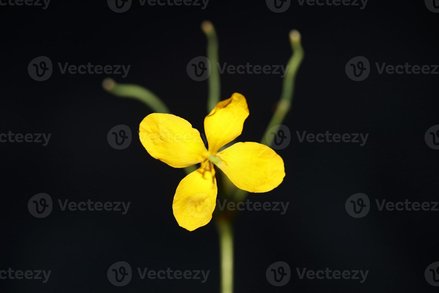 fiore sbocciare vicino chelidonium majus famiglia papaveraceae foto