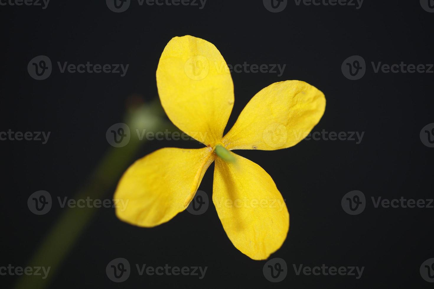 fiore sbocciare vicino chelidonium majus famiglia papaveraceae foto