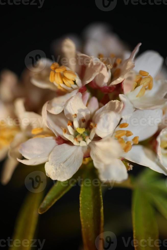 fiore sbocciare da vicino choisya ternata kunth famiglia rutaceae poster foto