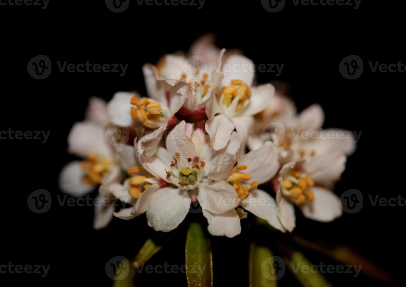 fiore sbocciare da vicino choisya ternata kunth famiglia rutaceae poster foto