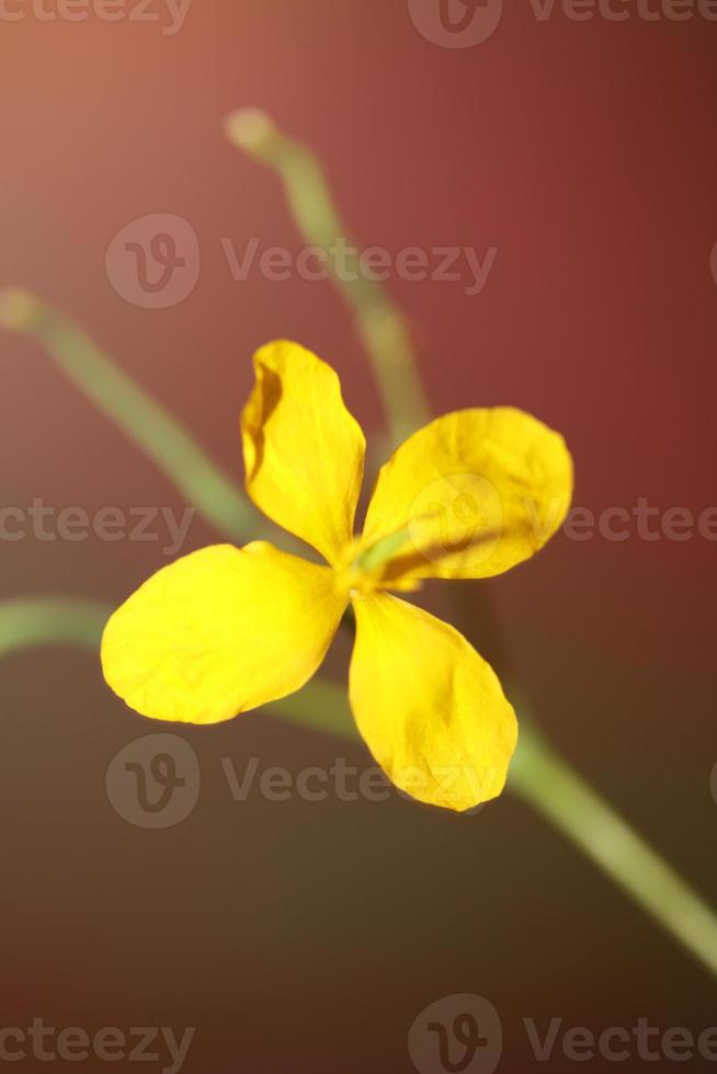 fiore sbocciare vicino chelidonium majus famiglia papaveraceae foto