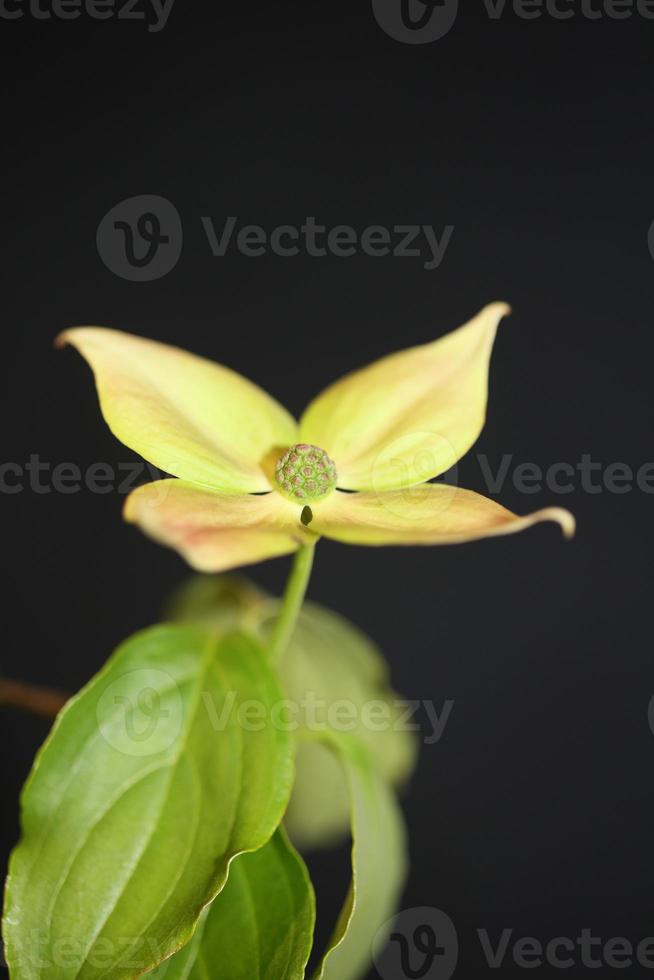 fiore sbocciare da vicino cornus kousa famiglia cornaceae botanica macro foto