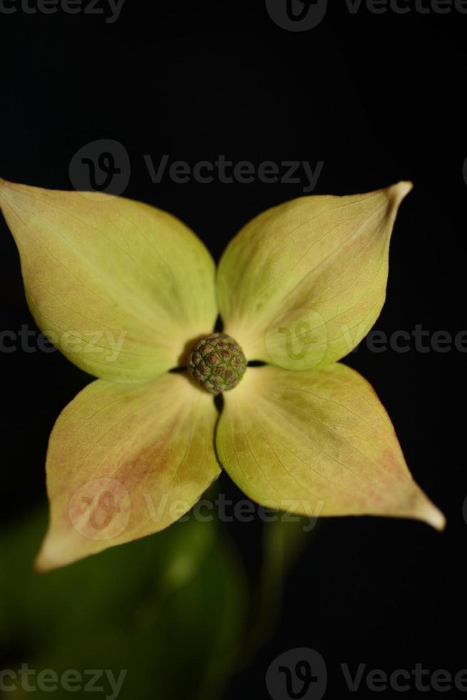fiore sbocciare da vicino cornus kousa famiglia cornaceae botanica macro foto
