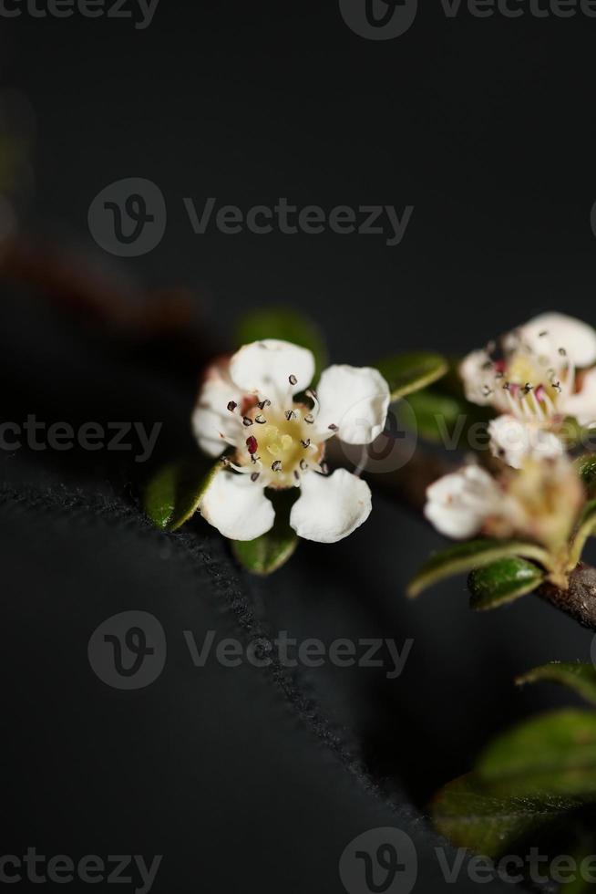 fiore sbocciare vicino cotoneaster dammeri famiglia rosacee botanicaly foto