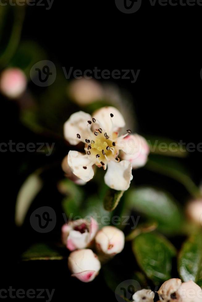 fiore sbocciare vicino cotoneaster dammeri famiglia rosacee botanicaly foto