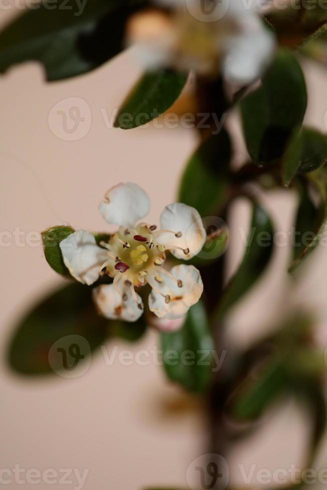 fiore sbocciare vicino cotoneaster dammeri famiglia rosacee botanicaly foto
