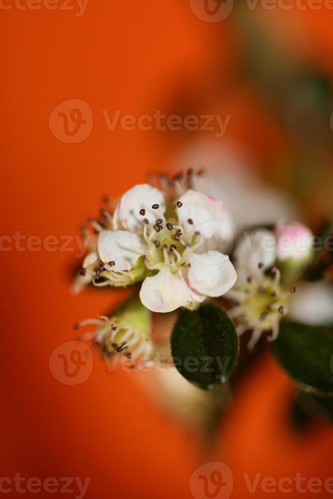 fiore sbocciare vicino cotoneaster dammeri famiglia rosacee botanicaly foto