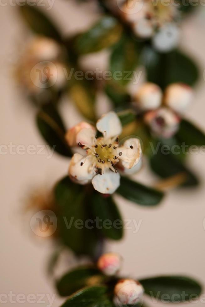 fiore sbocciare vicino cotoneaster dammeri famiglia rosacee botanicaly foto