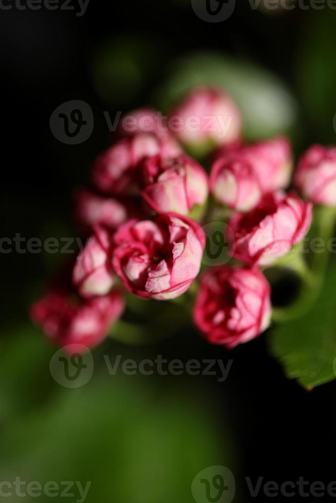 fiore sbocciare vicino crataegus laevigata famiglia rosacee botanicaly foto