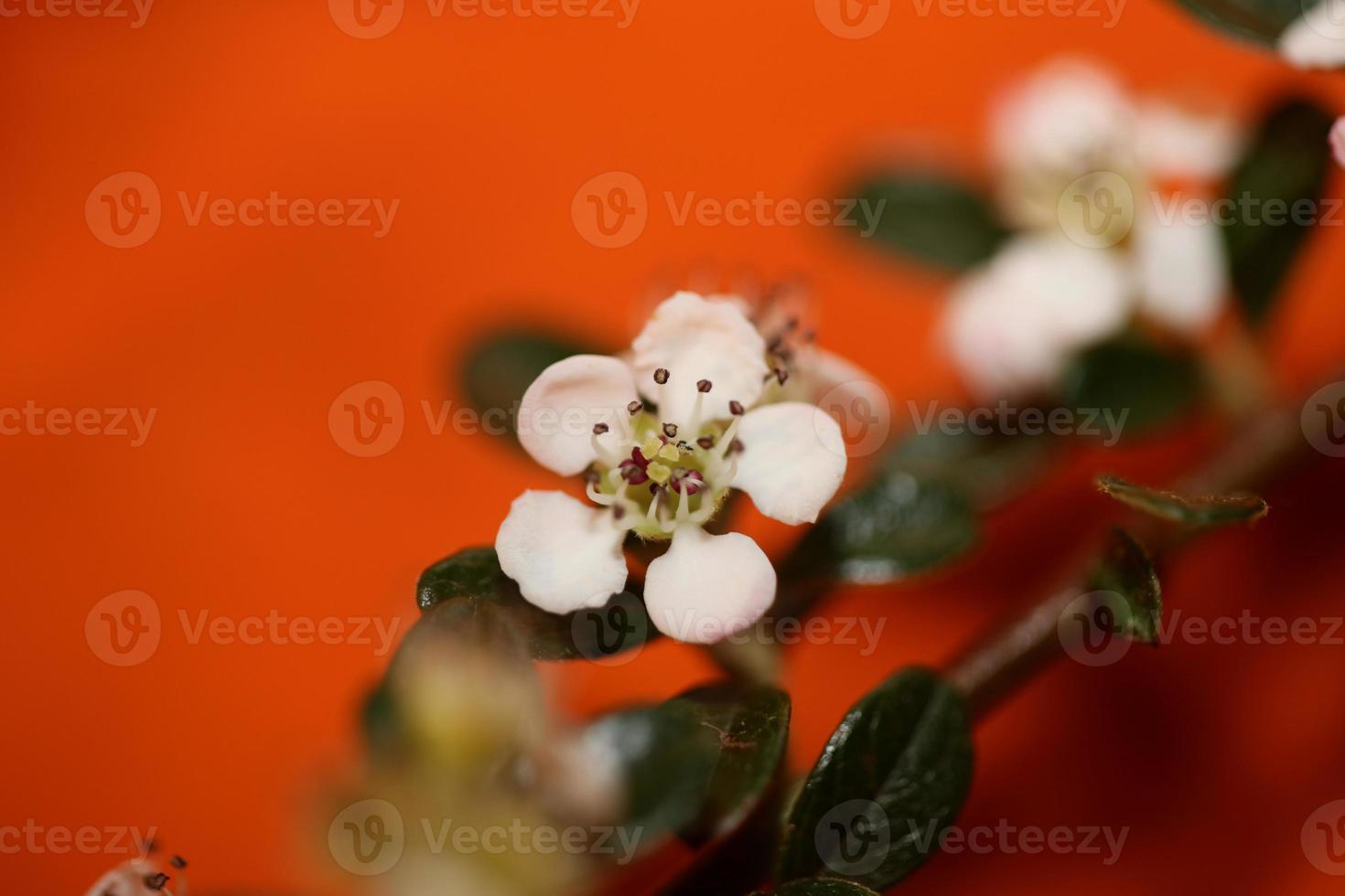 fiore sbocciare vicino cotoneaster dammeri famiglia rosacee botanicaly foto