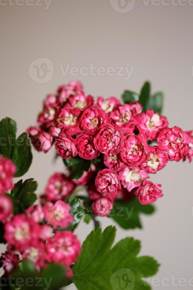 fiore sbocciare vicino crataegus laevigata famiglia rosacee botanicaly foto