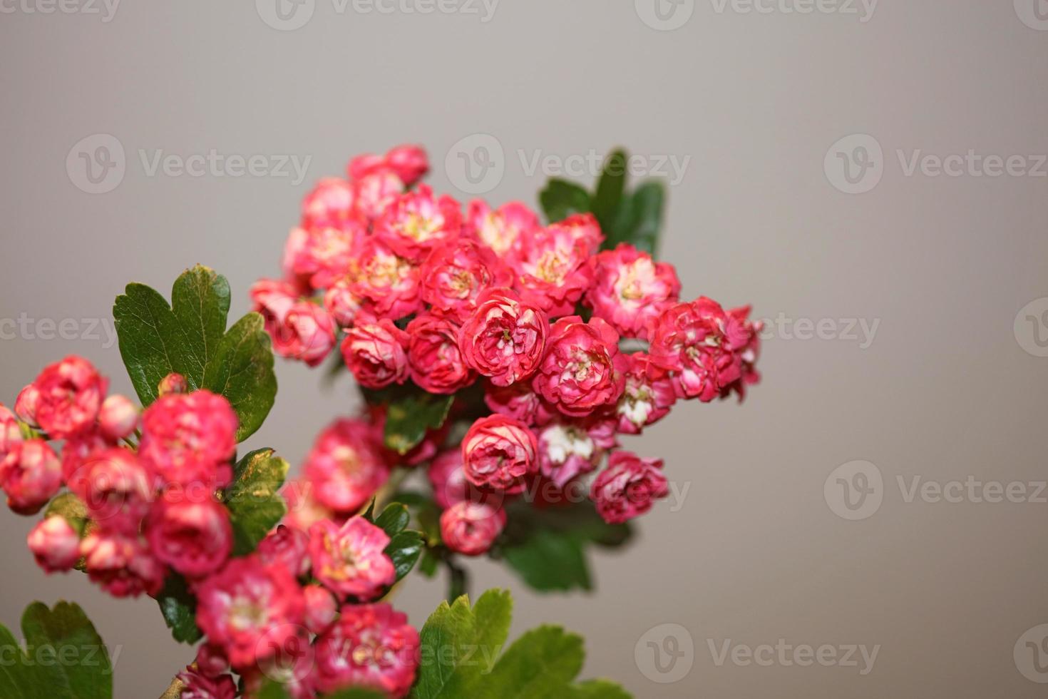 fiore sbocciare vicino crataegus laevigata famiglia rosacee botanicaly foto