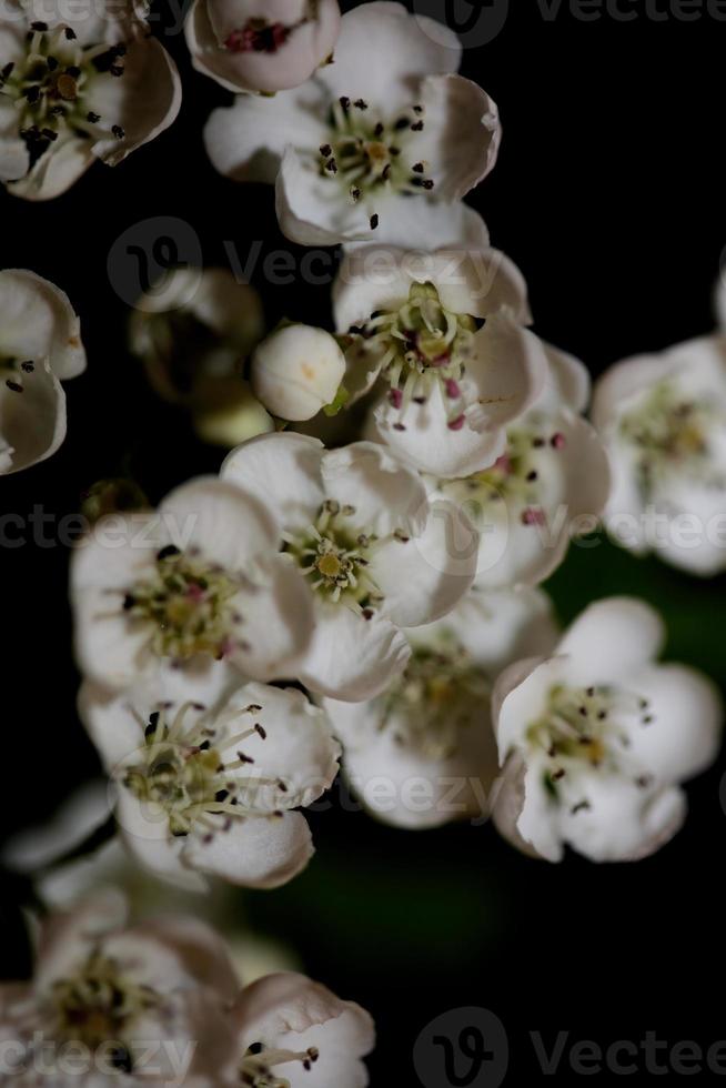 fiore sbocciare vicino crataegus monogyna famiglia rosacee botanicaly foto