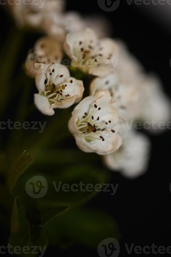 fiore sbocciare da vicino in crataegus monogyna famiglia rosacee macro foto