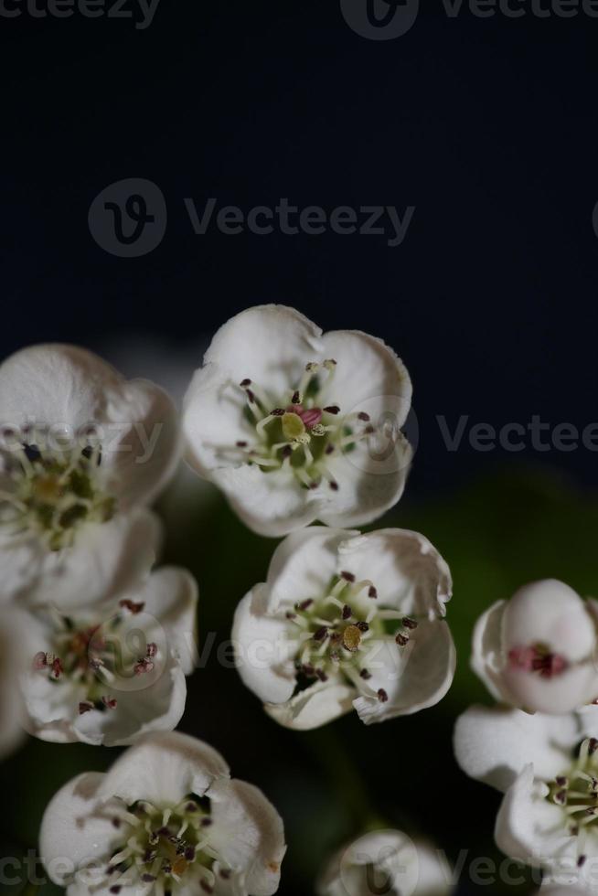 fiore sbocciare vicino crataegus monogyna famiglia rosacee botanicaly foto