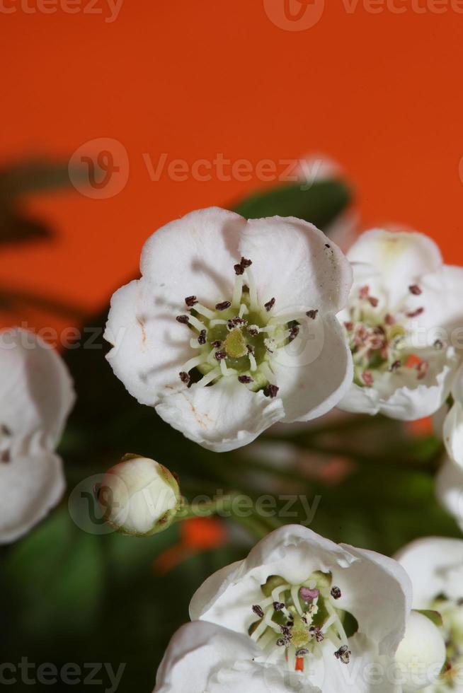 fiore sbocciare vicino crataegus monogyna famiglia rosacee botanicaly foto