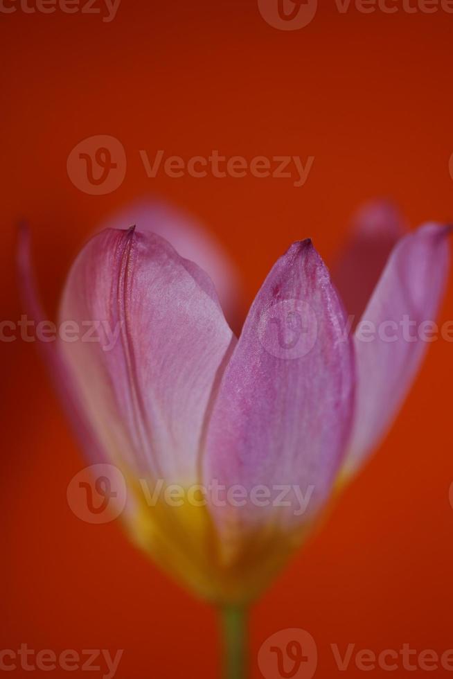 fiore fiore primo piano crocus vernus famiglia iridaceae stampa botanica foto