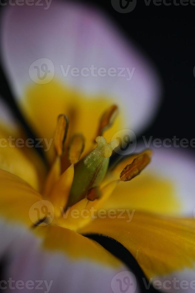 fiore sbocciare da vicino crocus vernus famiglia iridaceae botanical foto