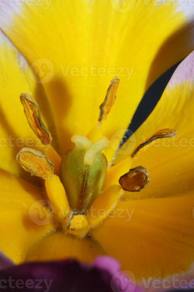 fiore sbocciare da vicino crocus vernus famiglia iridaceae botanical foto