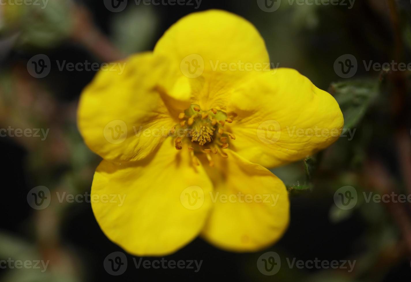 fiore sbocciare vicino dasiphora fruticosa famiglia thymelaeaceae foto