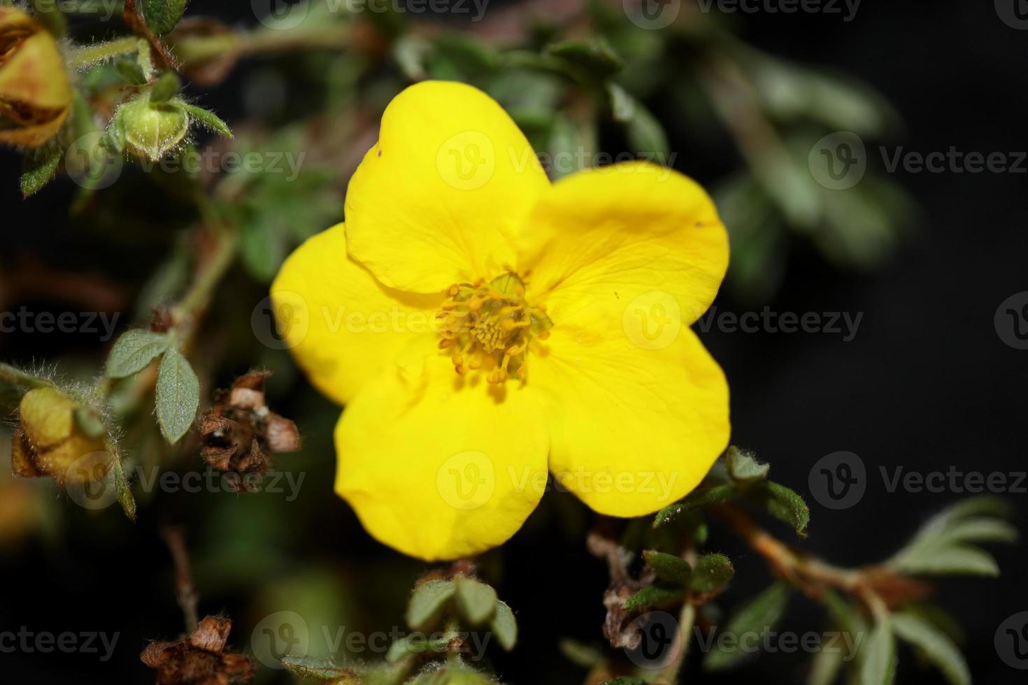 fiore sbocciare vicino dasiphora fruticosa famiglia thymelaeaceae foto