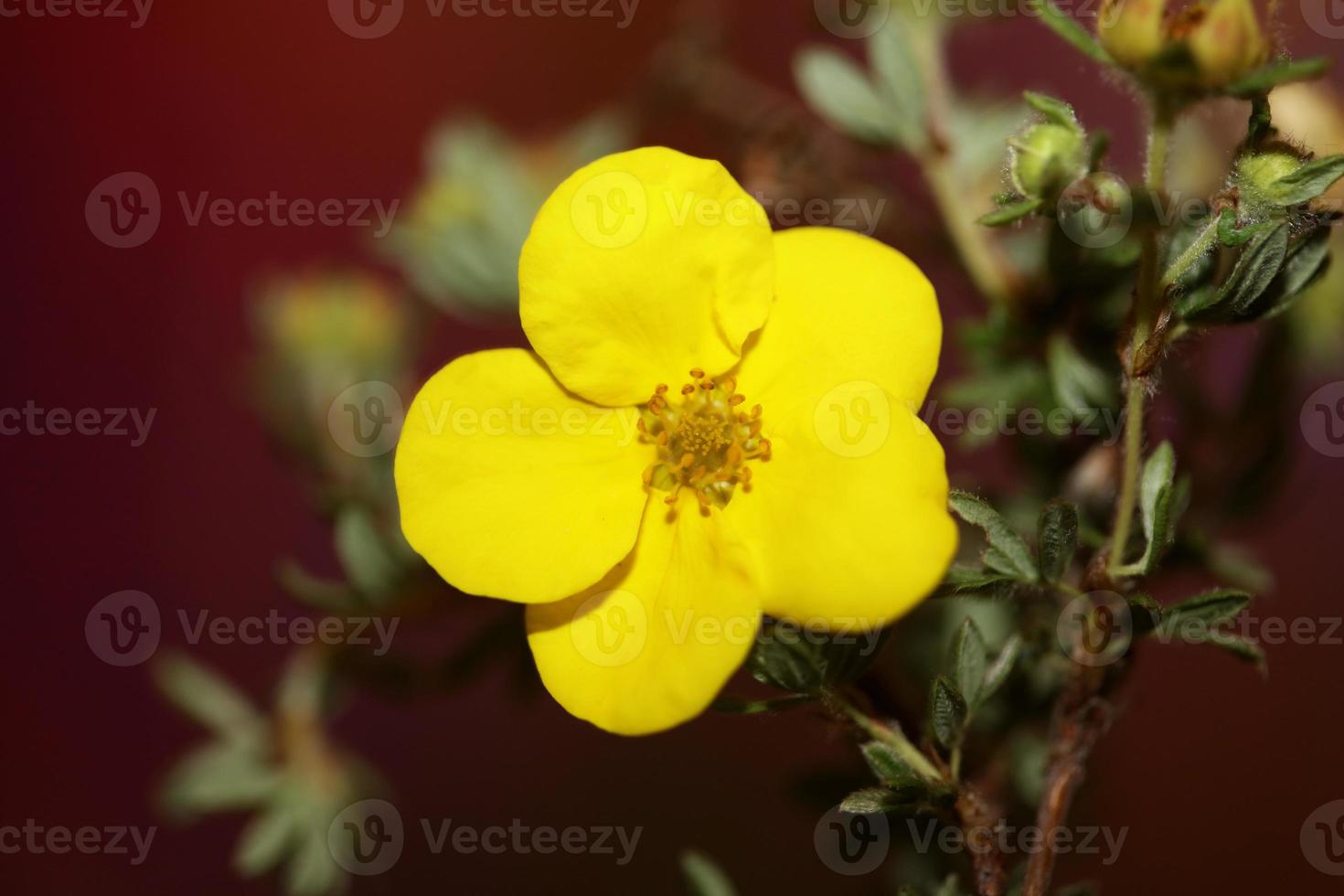 fiore sbocciare vicino dasiphora fruticosa famiglia thymelaeaceae foto