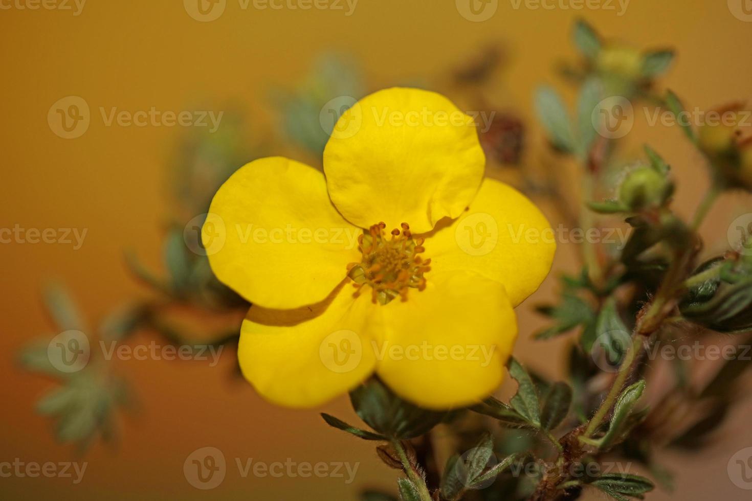 fiore sbocciare vicino dasiphora fruticosa famiglia thymelaeaceae foto