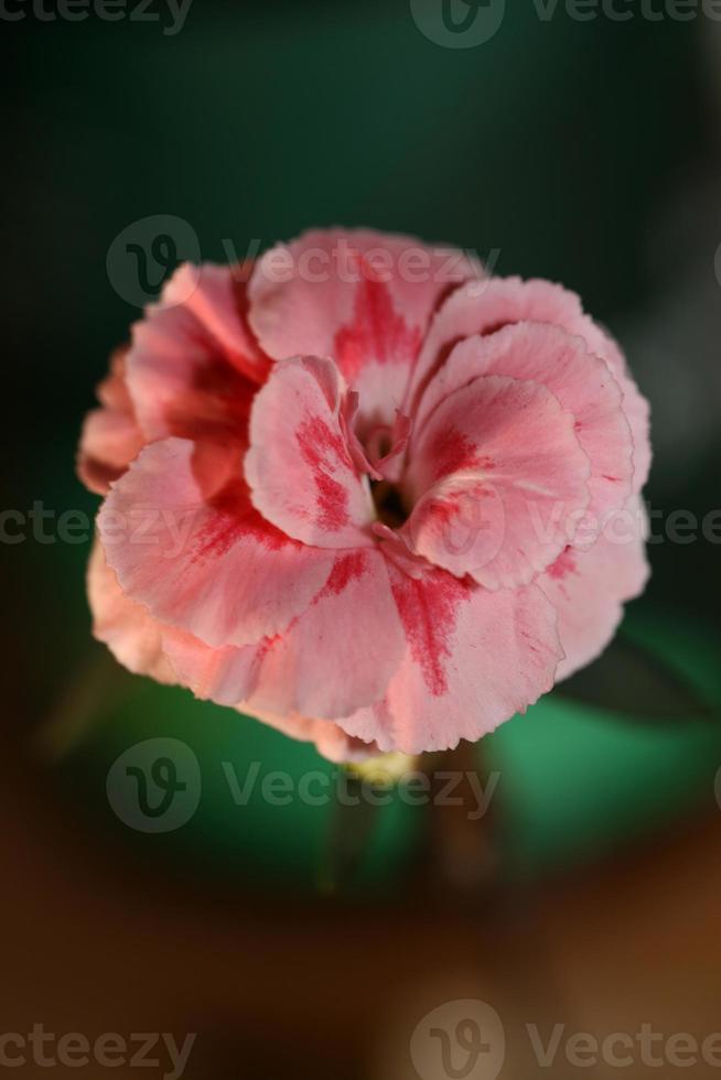 fiore sbocciare macro dianthus caryophyllus famiglia caryophyllaceae foto