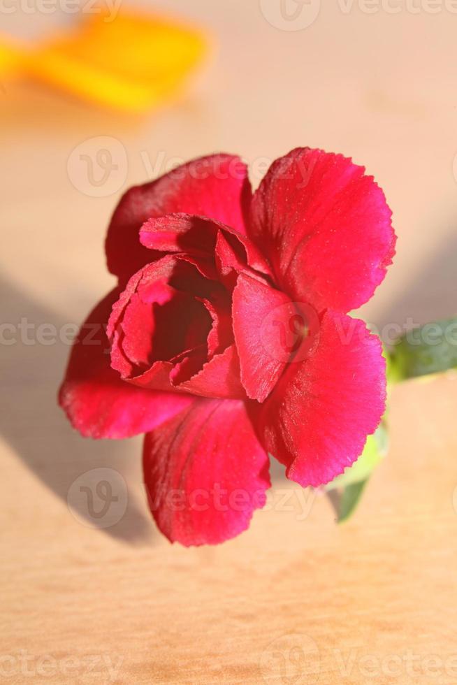 dianthus fiore in primo piano famiglia caryophyllaceae stampe moderne foto