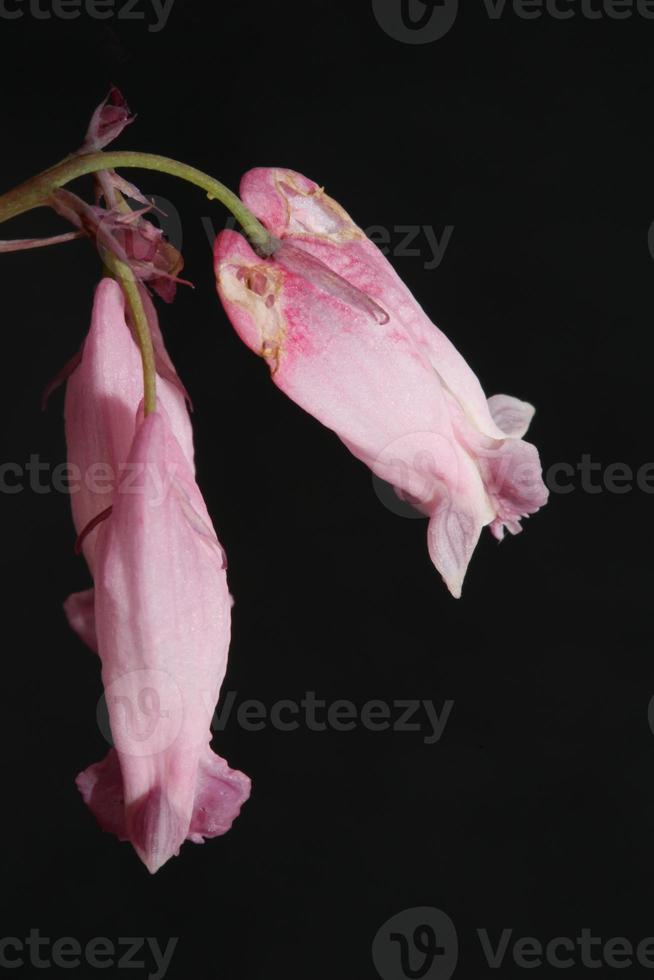 fiore sbocciare da vicino dicentra formosa famiglia papaveraceae foto