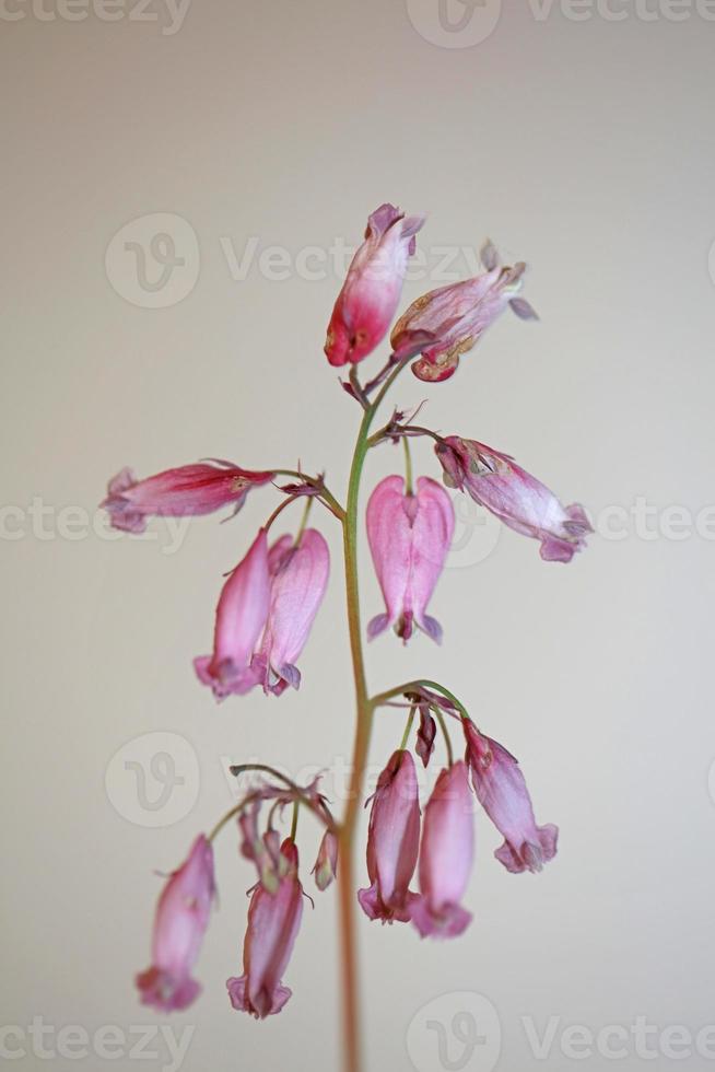 fiore sbocciare da vicino dicentra formosa famiglia papaveraceae foto