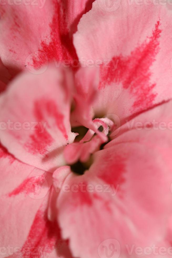 fiore sbocciare macro dianthus caryophyllus famiglia caryophyllaceae foto