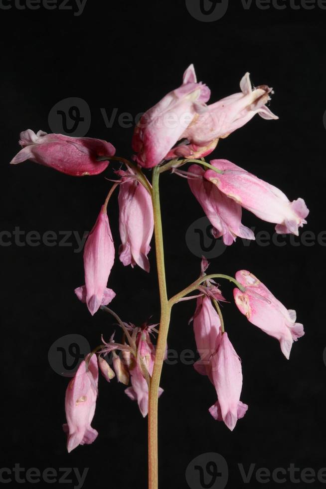 fiore sbocciare da vicino dicentra formosa famiglia papaveraceae foto