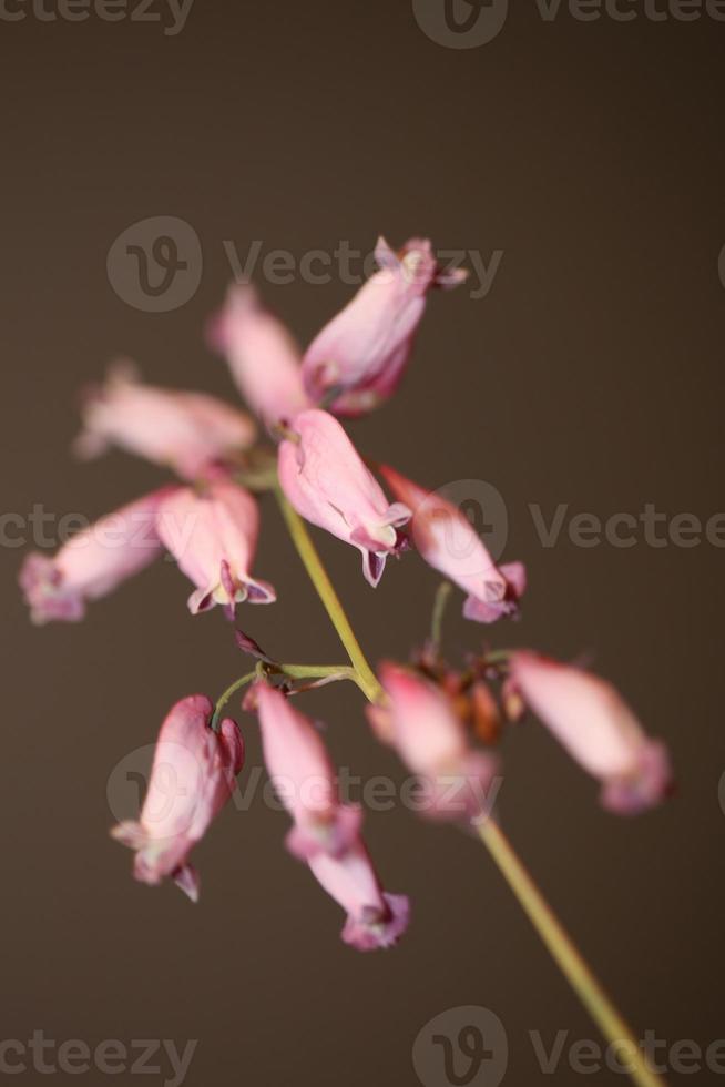 fiore sbocciare da vicino dicentra formosa famiglia papaveraceae foto
