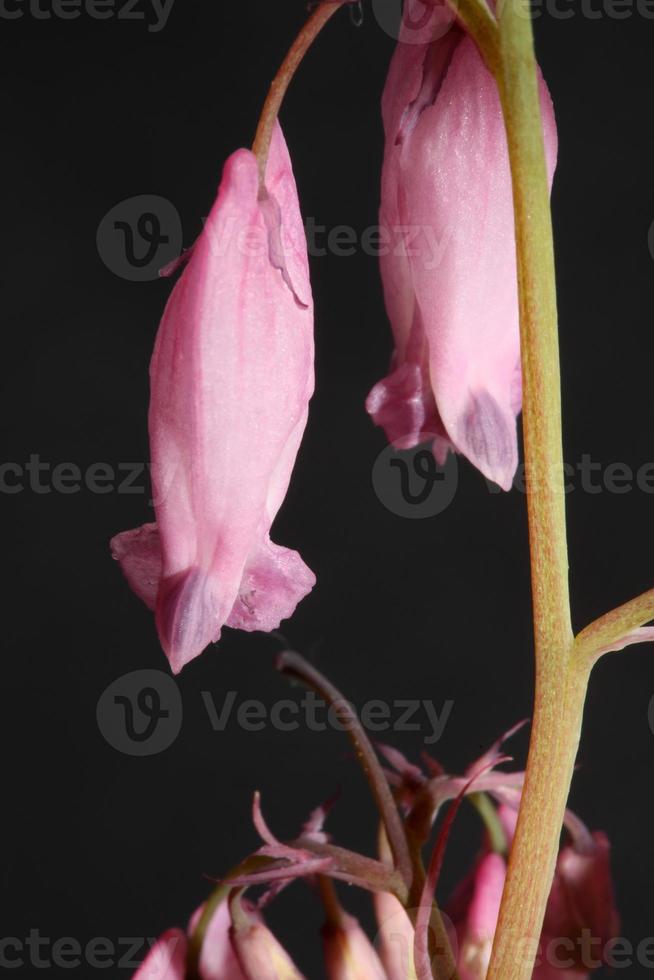 fiore sbocciare da vicino dicentra formosa famiglia papaveraceae foto