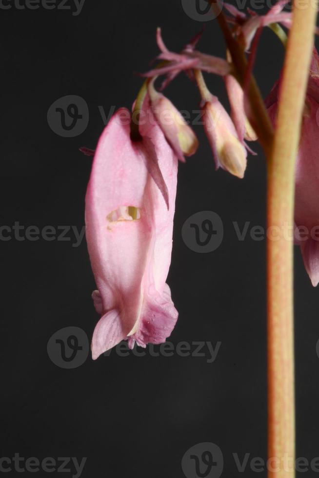 fiore sbocciare da vicino dicentra formosa famiglia papaveraceae foto