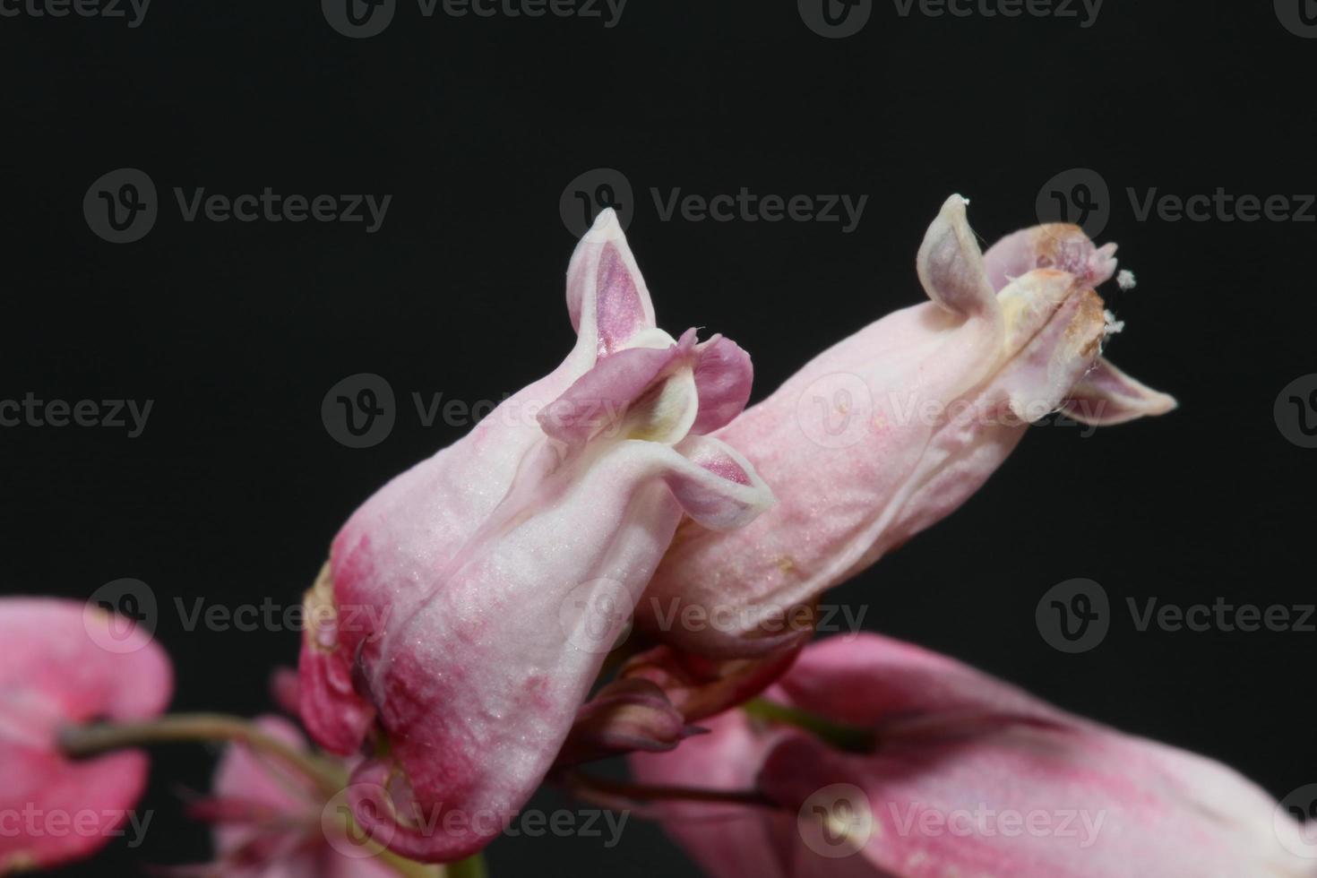 fiore sbocciare da vicino dicentra formosa famiglia papaveraceae foto