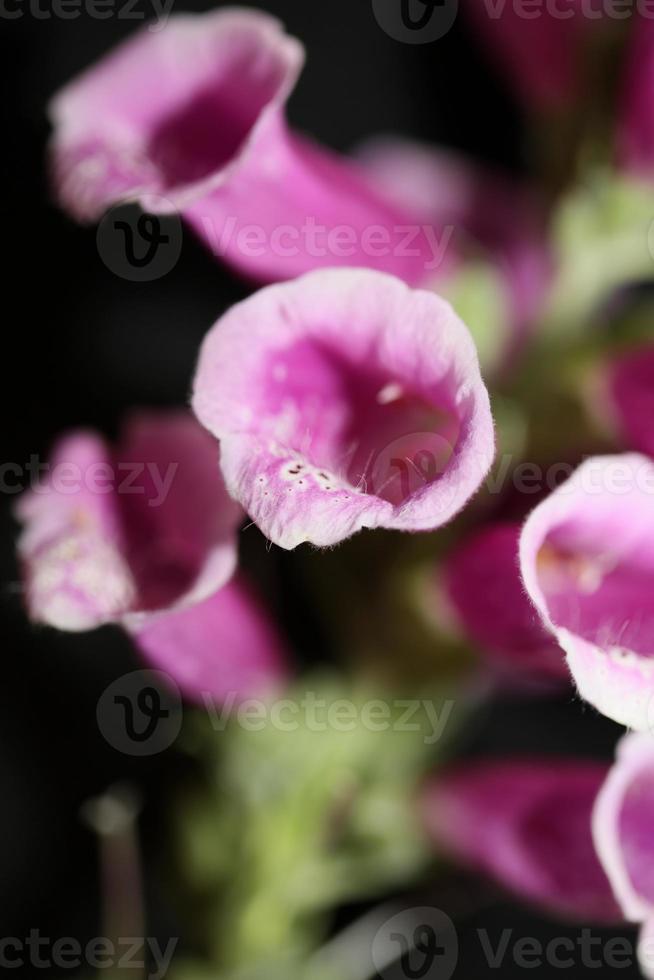 fiore sbocciare da vicino digitalis purpurea famiglia plantaginaceae foto
