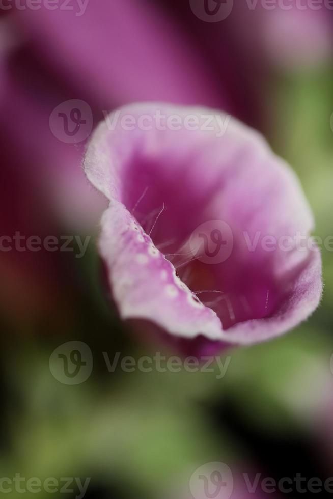 fiore sbocciare da vicino digitalis purpurea famiglia plantaginaceae foto