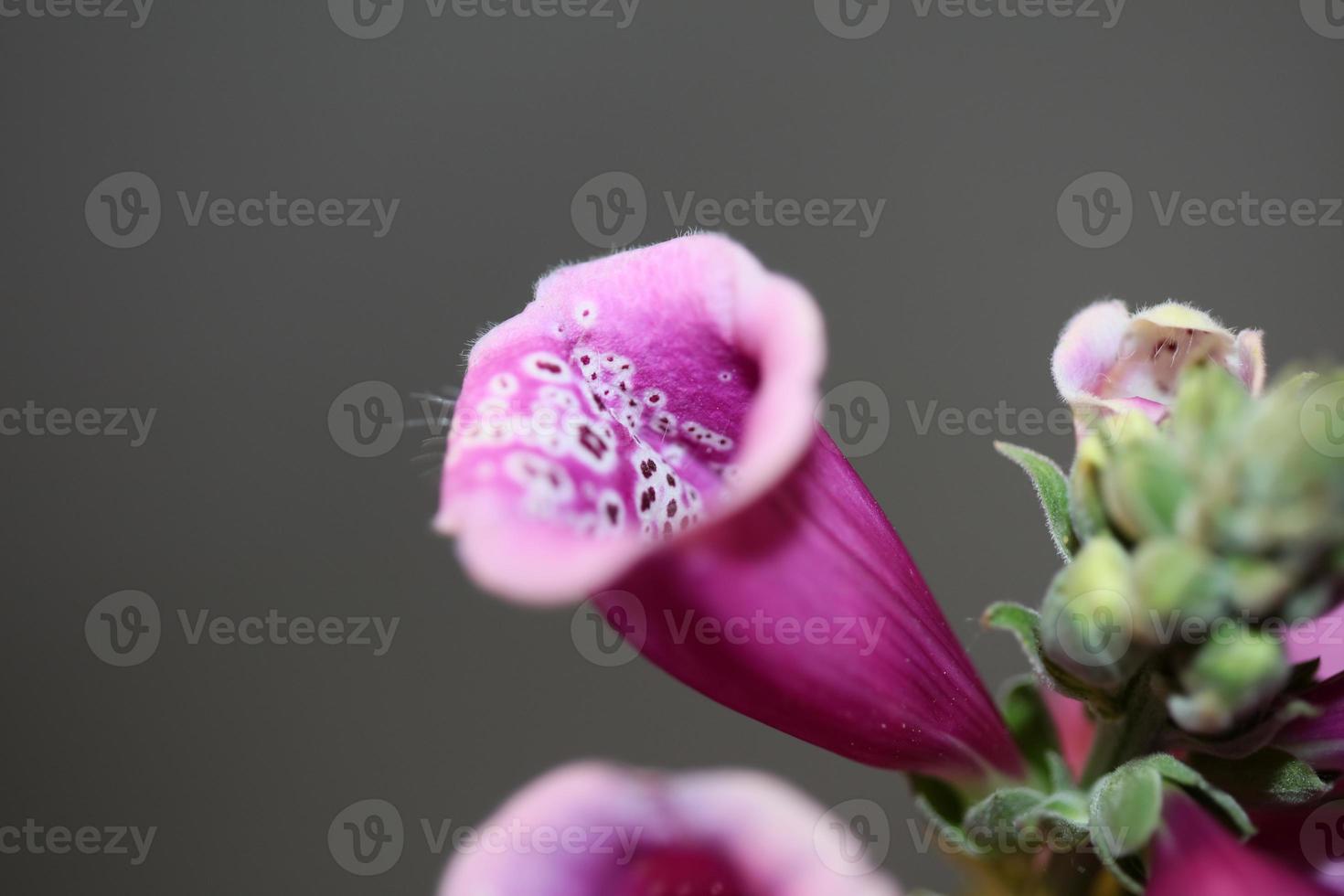 fiore sbocciare da vicino digitalis purpurea famiglia plantaginaceae foto