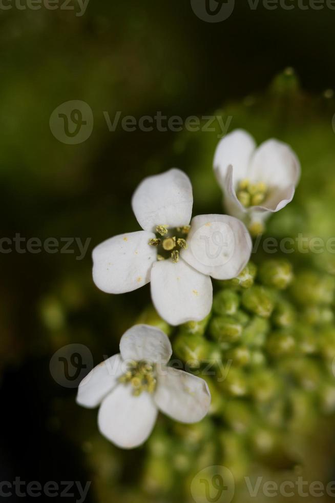 fiore vicino diplotaxis erucoides famiglia Brassicaceae botanicaly foto